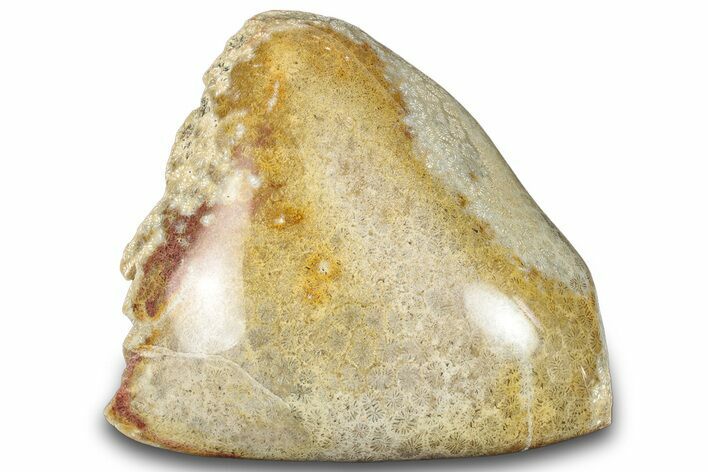 Polished Fossil Coral Head - Indonesia #293854